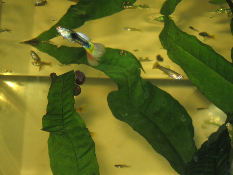 guppy