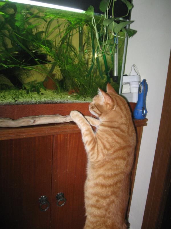micio acquariofilo