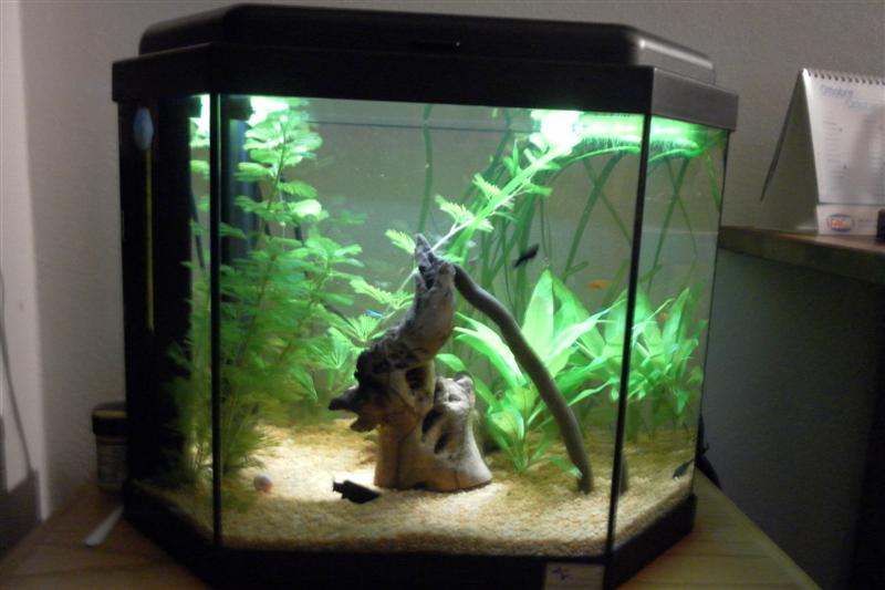 acquario 27 lt. per endler