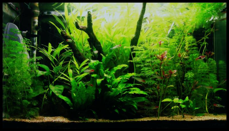 Acquario!