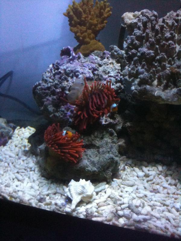 anemone appena riprodottosi per scissione