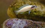 Chalinochromis brichardi5