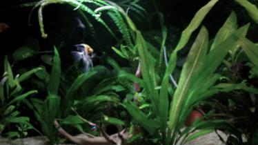 NVE00061 (2)spiacente ma di sera con le sole luci dell'acquario
non si vede proprio tutto