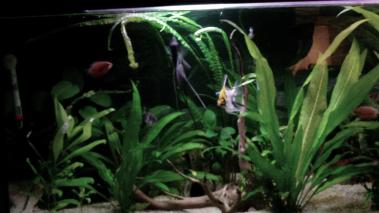 NVE00062 (2)questo e l'acquario grande 110 lt