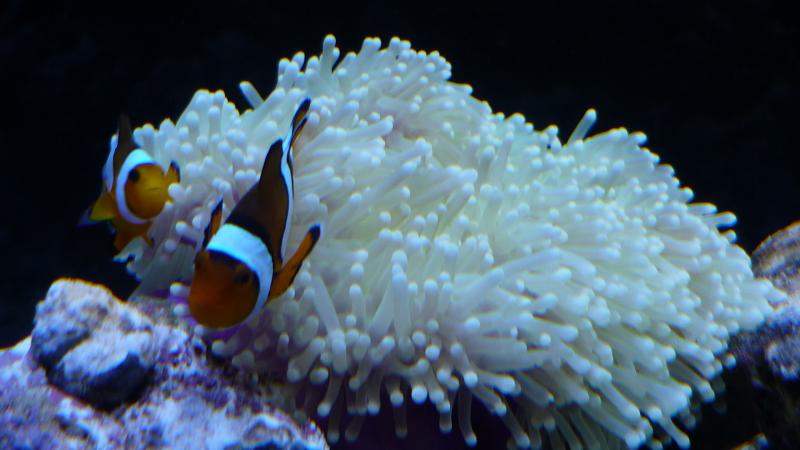 foto acquario 021