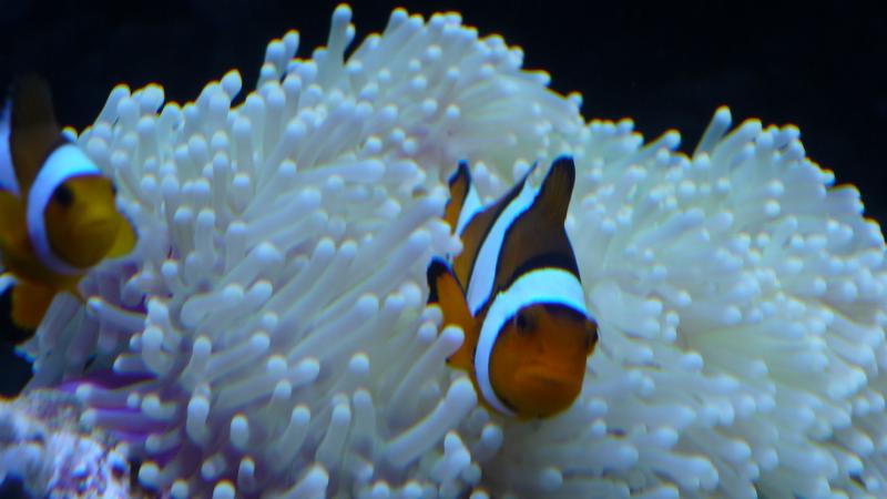 foto acquario 023