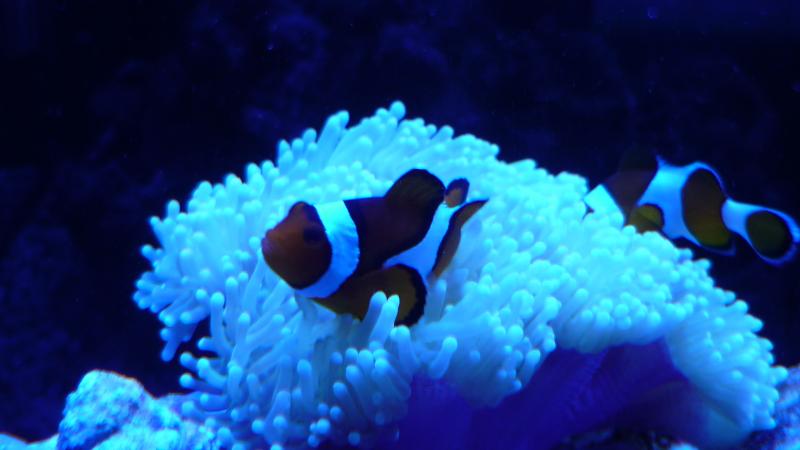 foto acquario 025