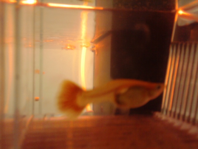 la mia guppy incinta