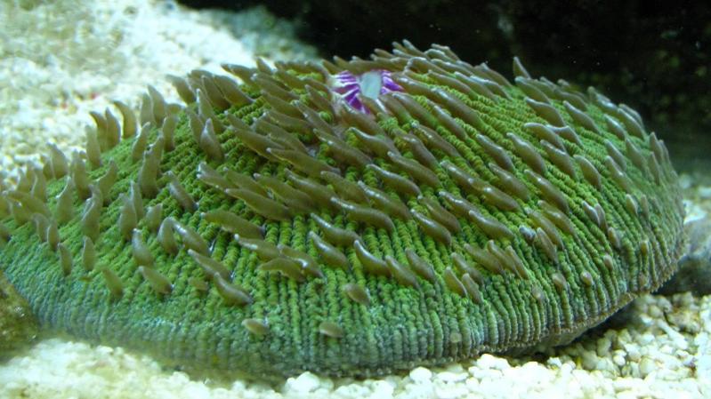 Fungia