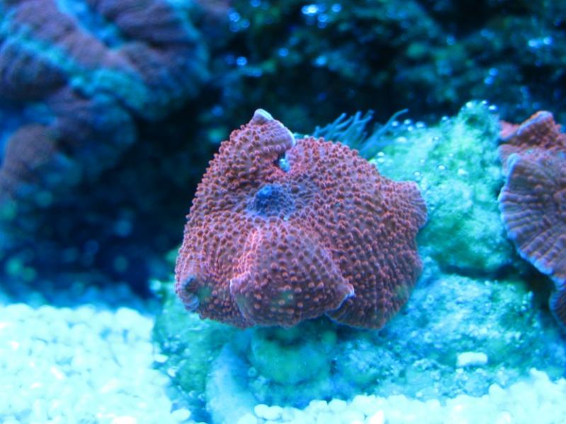 Discosoma