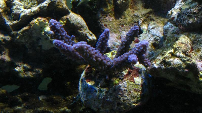 Acropora Hoeksemai blu