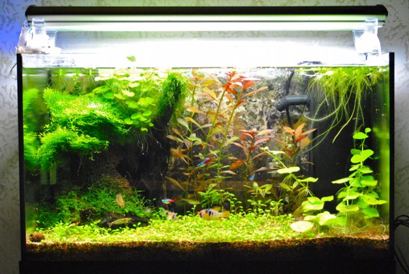 Acquario 3 settimane dopo il riallestimento