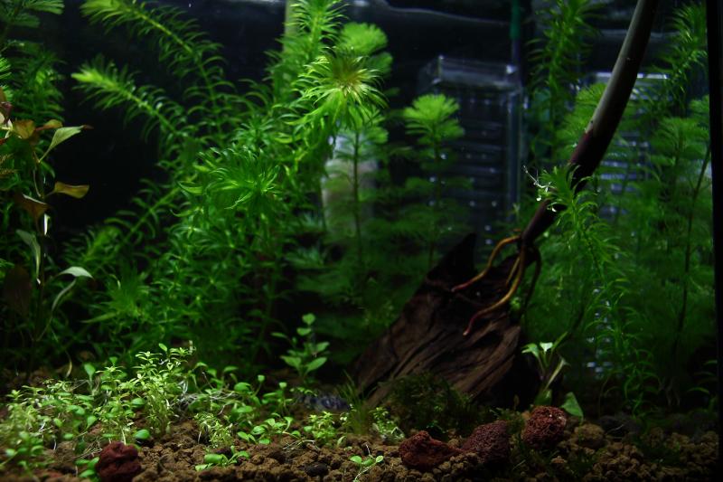 40lt 5