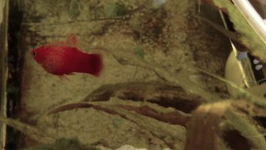 platy2