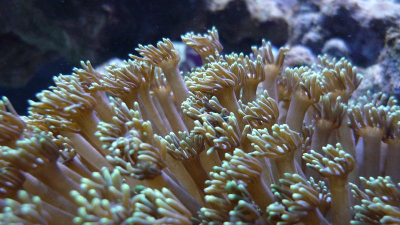 nuove acquario 005