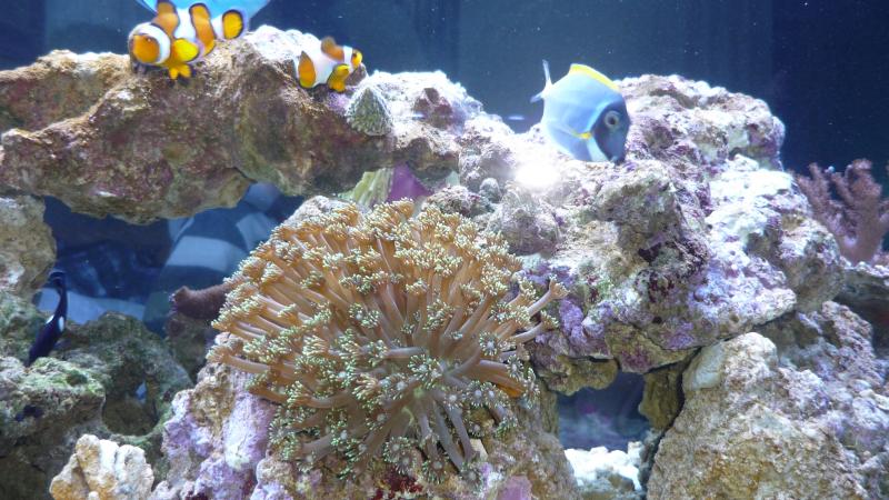 nuove acquario 001