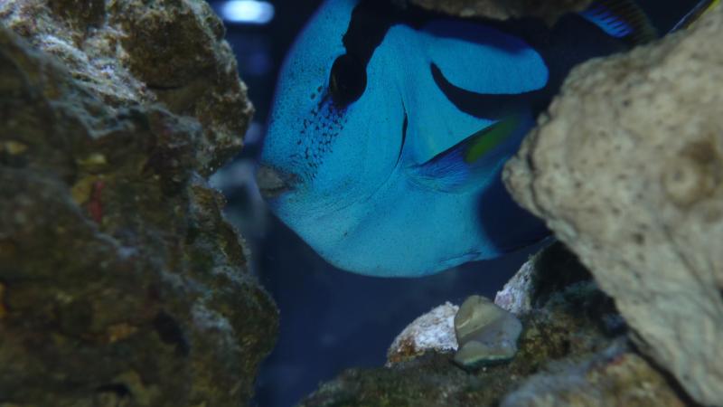 nuove acquario 012