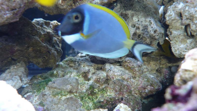 nuove acquario 011