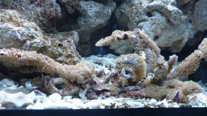 nuove acquario 010