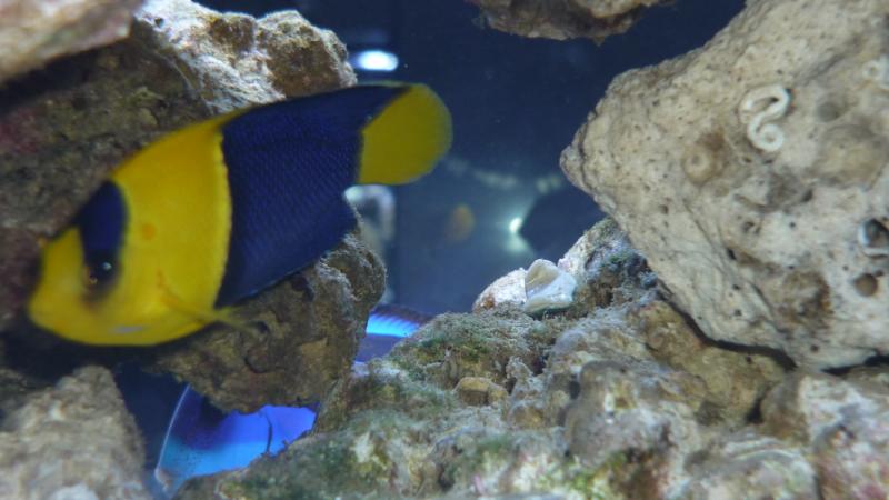 nuove acquario 013