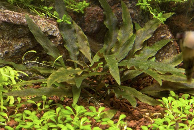 Cryptocoryne walkeri