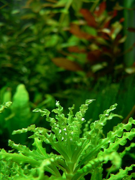 Pogostemon helferi