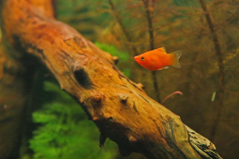platy