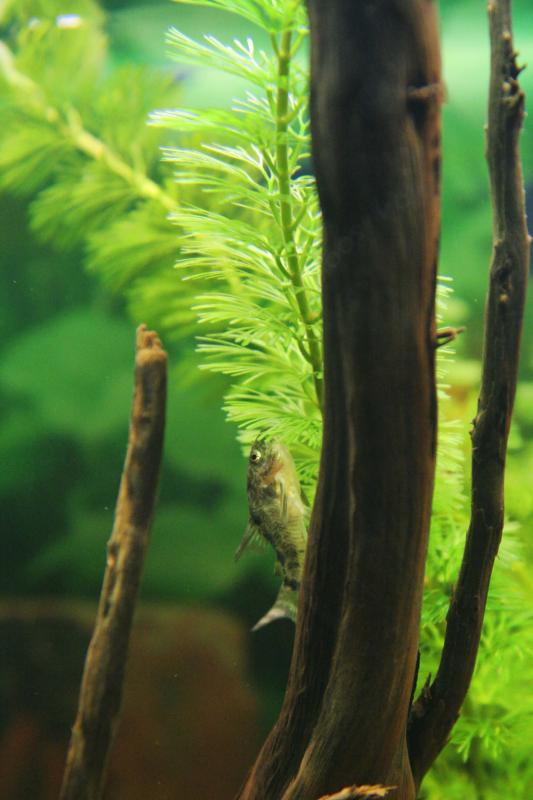 corydoras