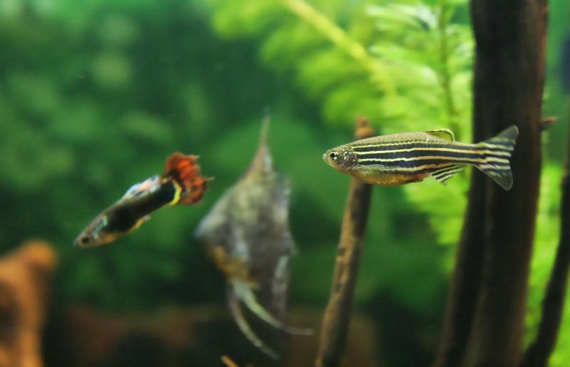 guppy e brachydanio