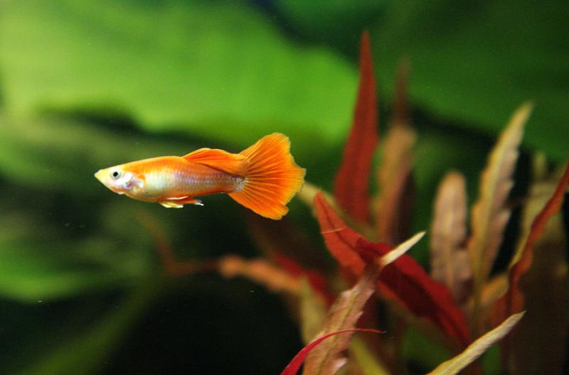 Guppy