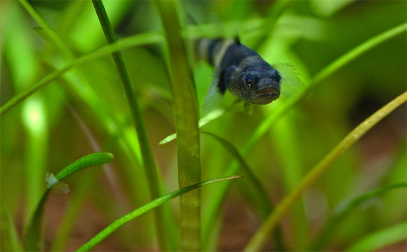 Brachygobius doriae 1