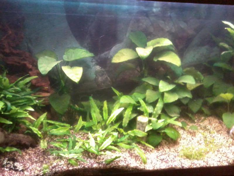 Panoramica del mio "fossile"acquario :)
lo sto rifacendo e le Red Cherry sono nascoste.