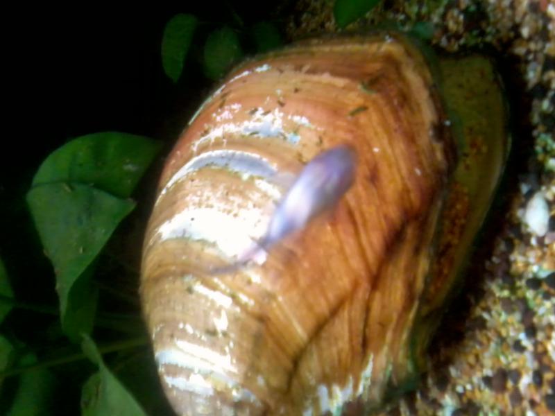Cozza di lago....molto bella ma deceduta dopo 3 mesi,l'acqua era troppo pulita,la poverina aveva poco da filtrare per mantenere i suoi 22 cm di lunghezza,quello appiccicato al vetro  un Otocinclus.