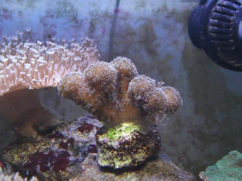 Pocillopora