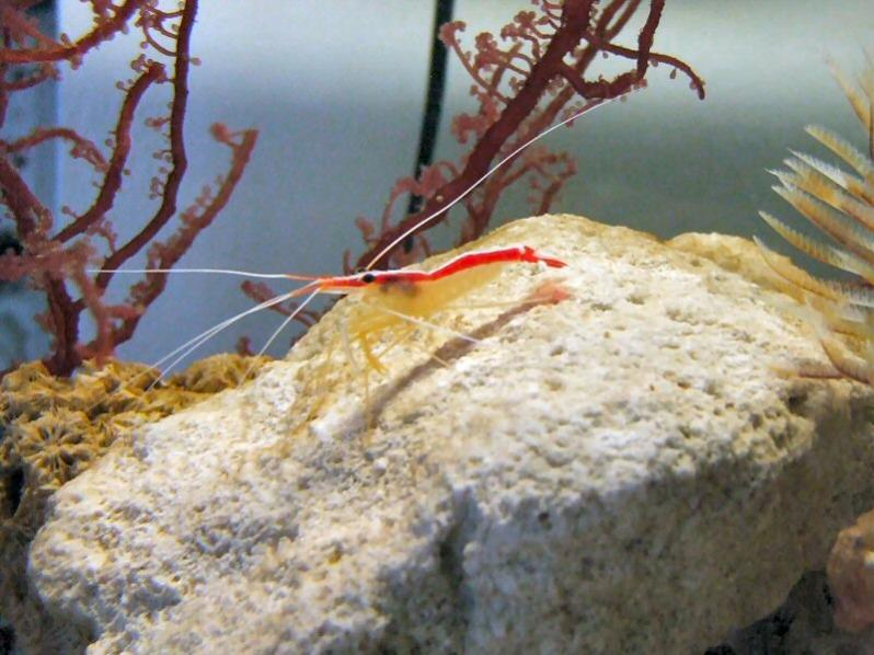 lismata alboinensis