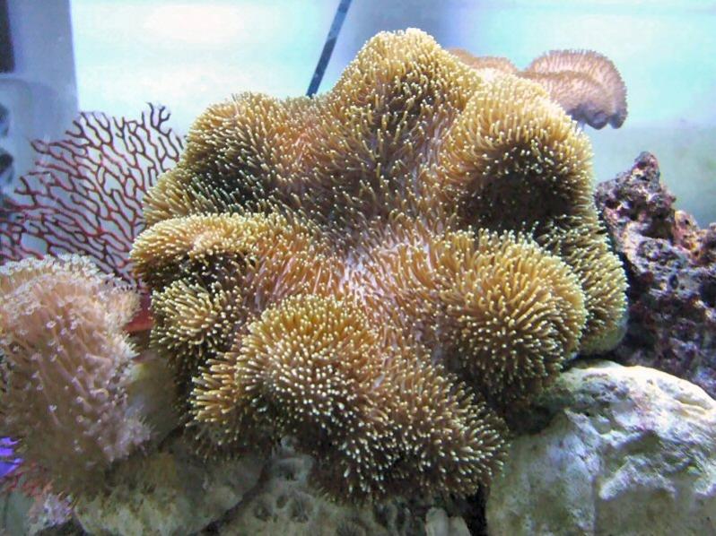Sarcophyton Green