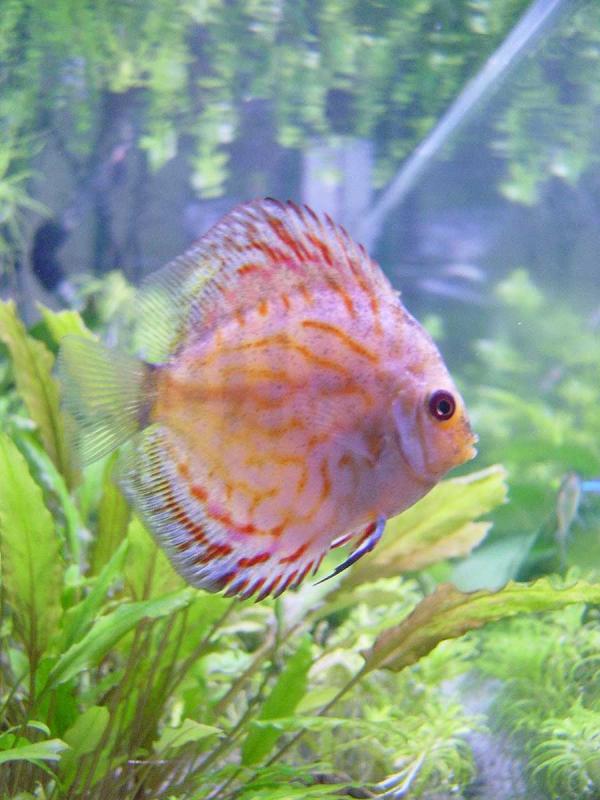 discus4