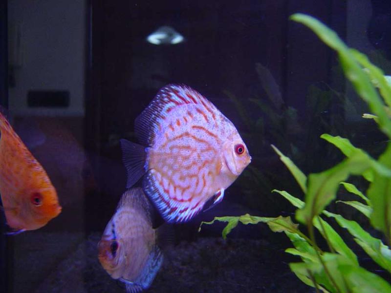 discus5