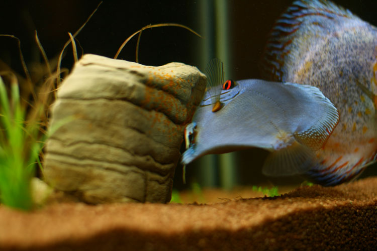 Mamma Discus