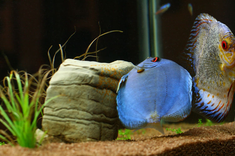 Mamma Discus2