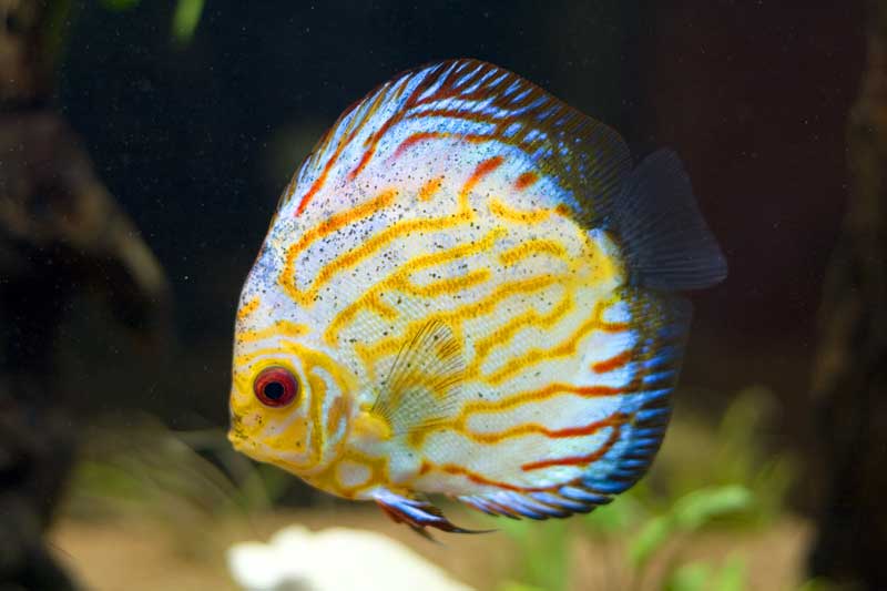 Discus 1