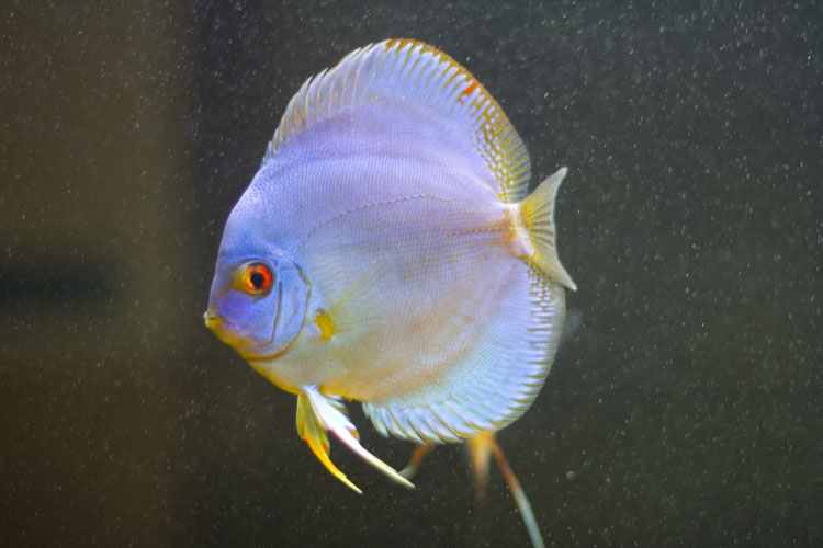 Discus 2