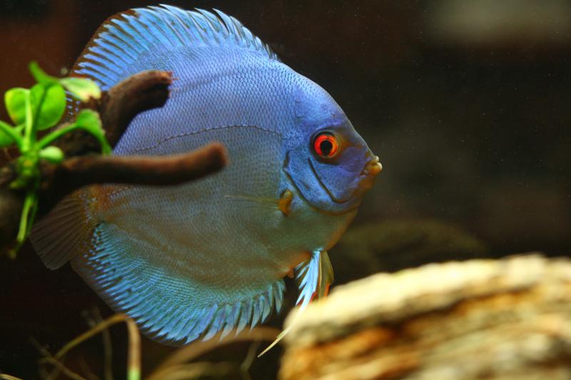 Mamma Discus3