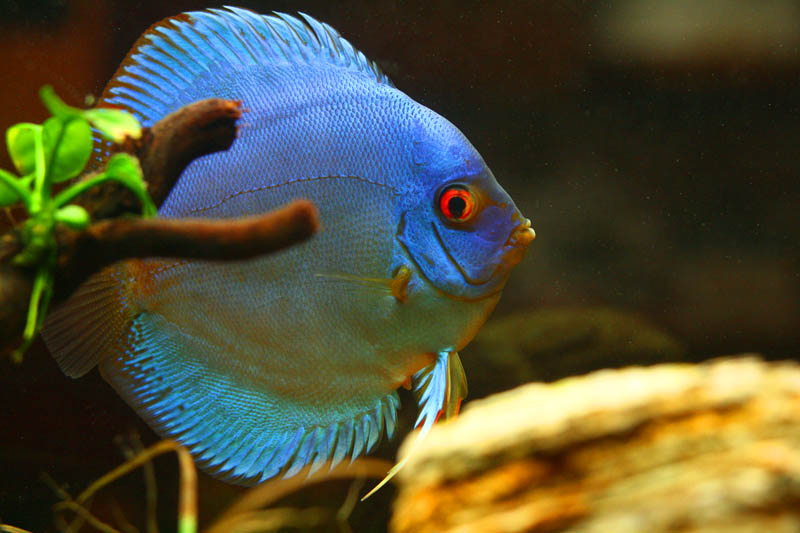 Mamma Discus3 P