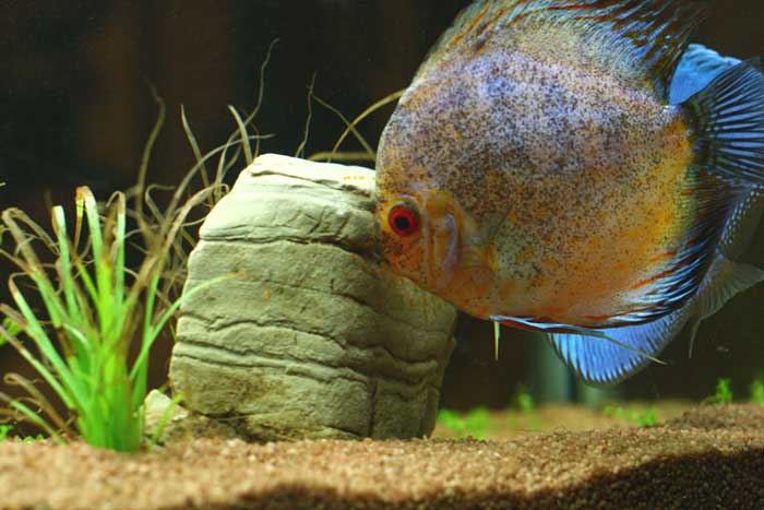 Papi Discus
