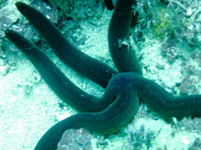 stella nera