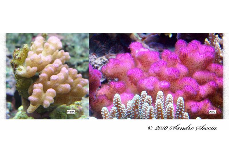 ...: Pocillopora :...