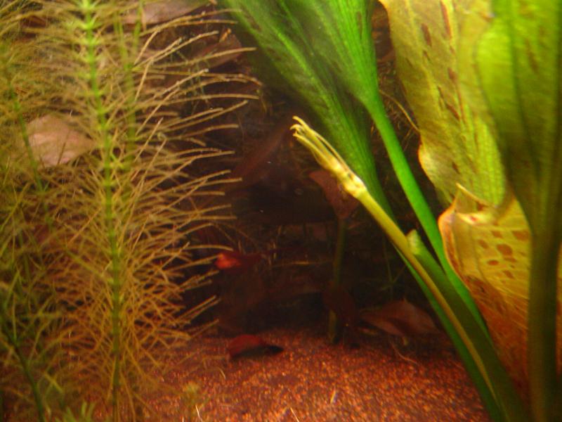20050605 Echino 007