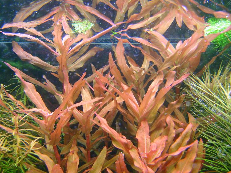 20060102 Nasaea crassicaulis 007
