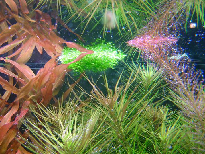 20060102 Riccia fluitans 008